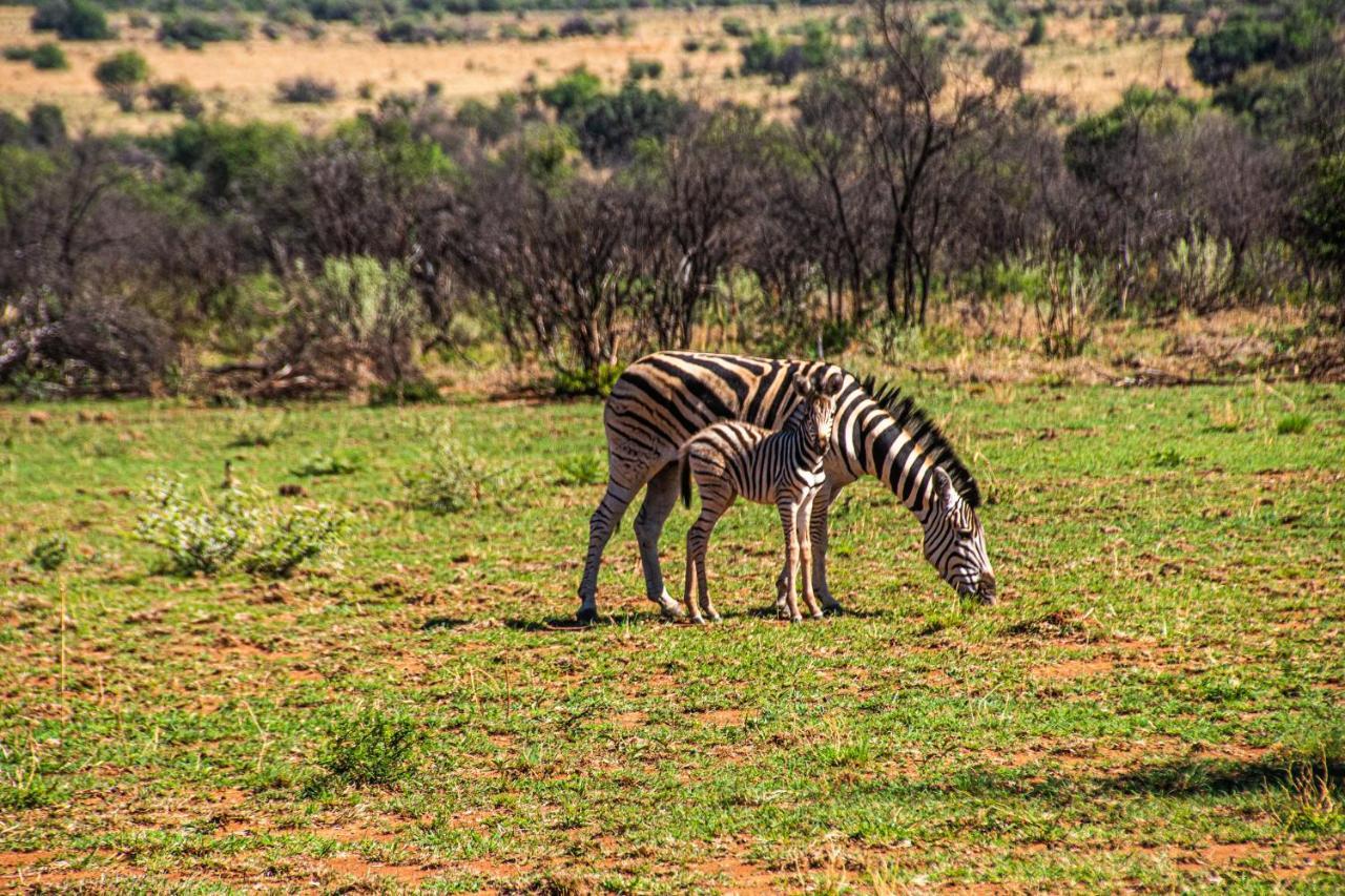 Tented Adventures Pilanesberg Eksteriør bilde