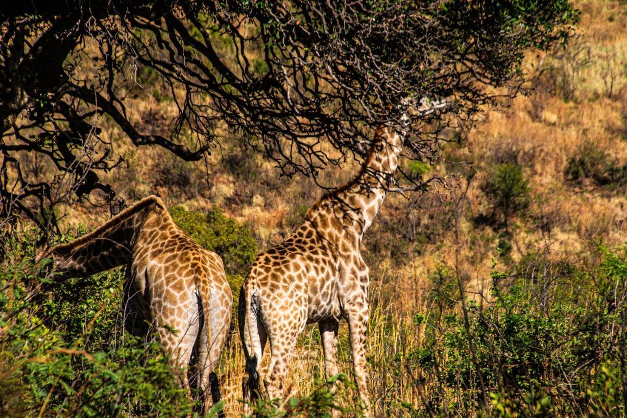 Tented Adventures Pilanesberg Eksteriør bilde