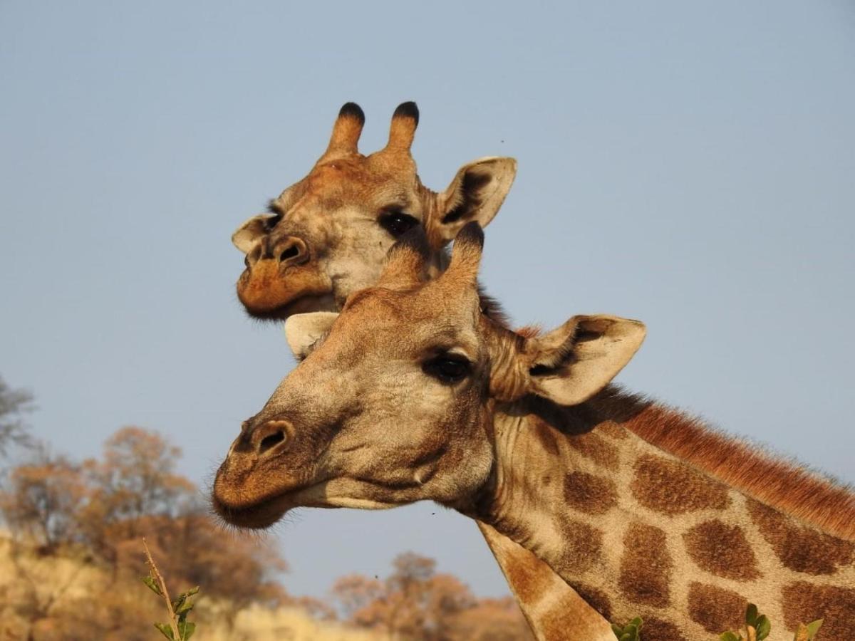 Tented Adventures Pilanesberg Eksteriør bilde