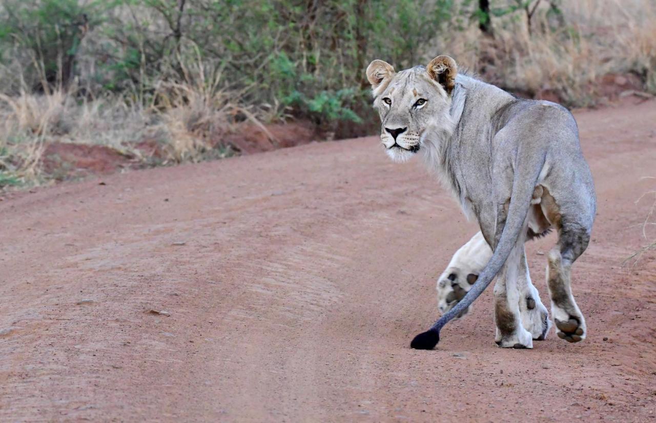 Tented Adventures Pilanesberg Eksteriør bilde